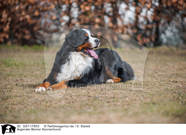 liegender Berner Sennenhund / lying Bernese Mountain Dog / SST-17653