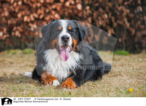 liegender Berner Sennenhund / lying Bernese Mountain Dog / SST-17657