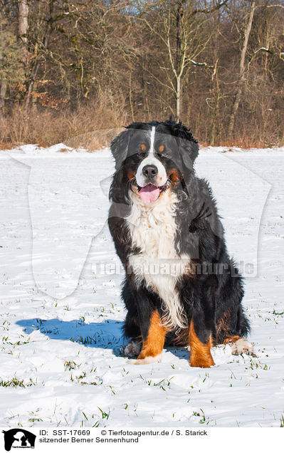sitzender Berner Sennenhund / sitting Bernese Mountain Dog / SST-17669