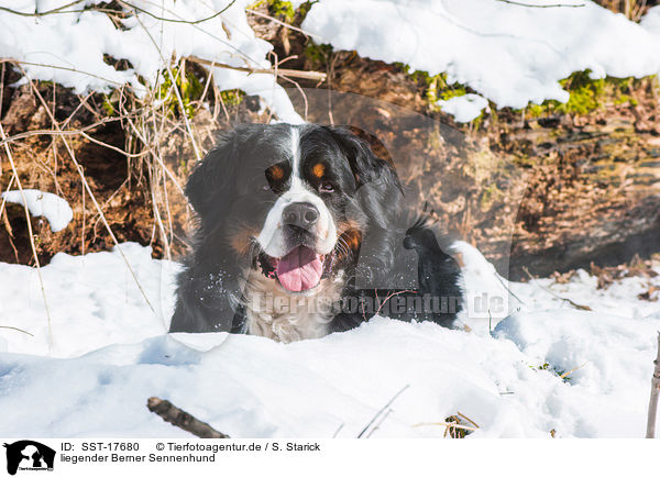 liegender Berner Sennenhund / lying Bernese Mountain Dog / SST-17680
