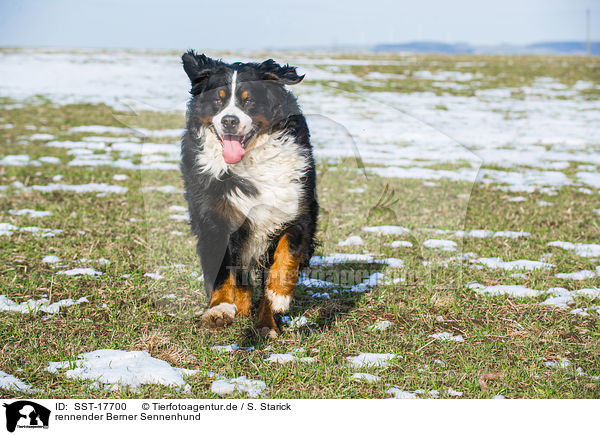 rennender Berner Sennenhund / running Bernese Mountain Dog / SST-17700