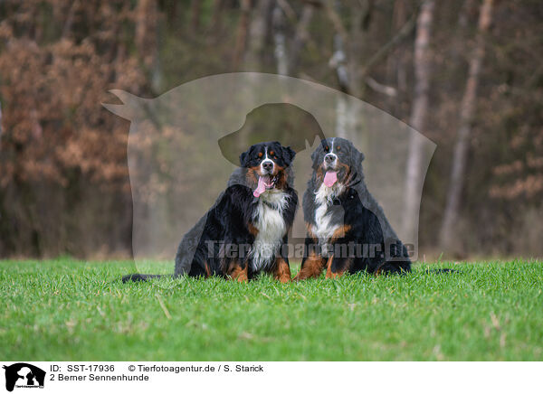 2 Berner Sennenhunde / 2 Bernese Mountain Dogs / SST-17936