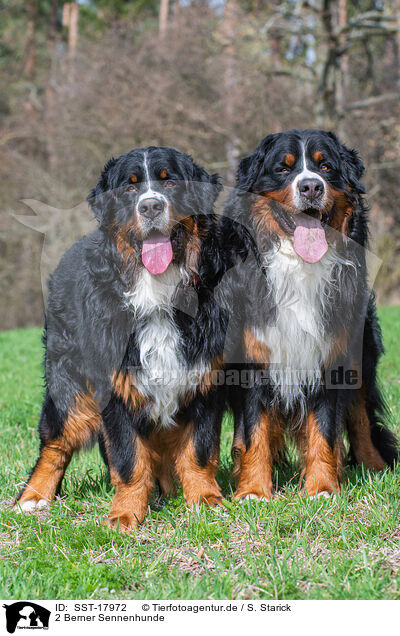 2 Berner Sennenhunde / 2 Bernese Mountain Dogs / SST-17972