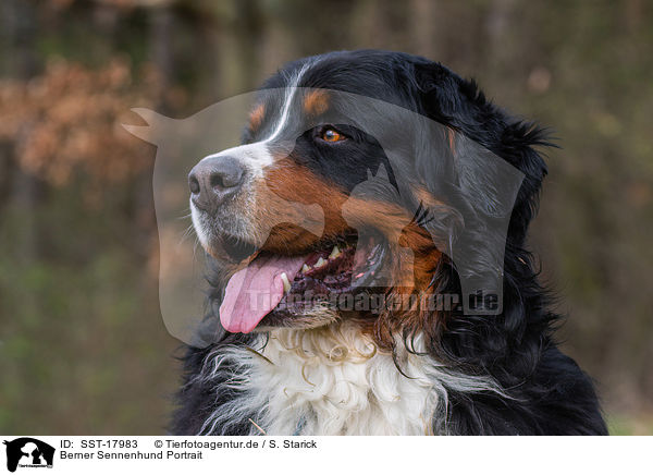 Berner Sennenhund Portrait / Bernese Mountain Dog Portrait / SST-17983