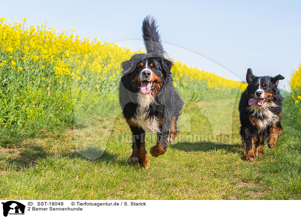 2 Berner Sennenhunde / 2 Bernese Mountain Dogs / SST-18048