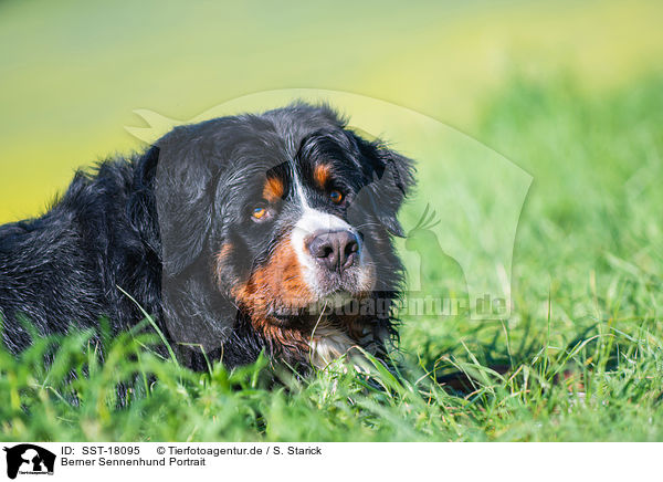 Berner Sennenhund Portrait / Bernese Mountain Dog Portrait / SST-18095