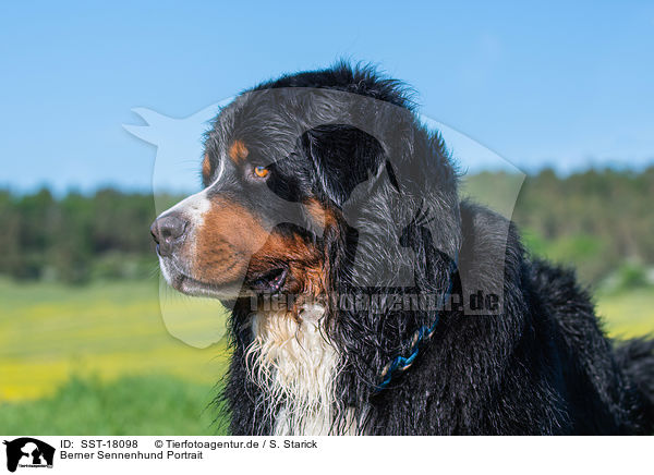 Berner Sennenhund Portrait / Bernese Mountain Dog Portrait / SST-18098