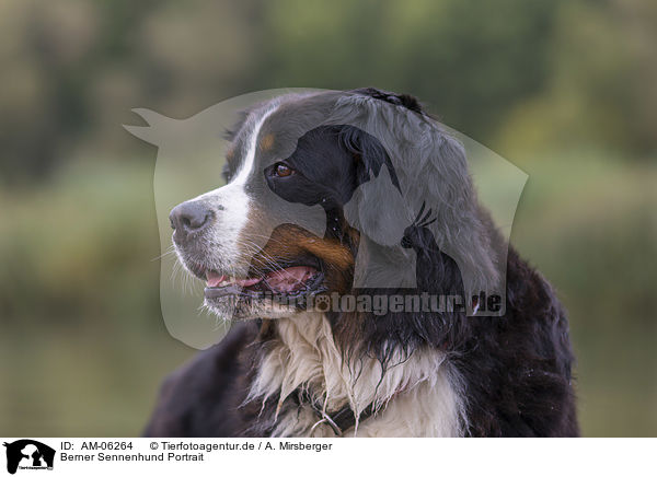 Berner Sennenhund Portrait / Bernese Mountain Dog Portrait / AM-06264