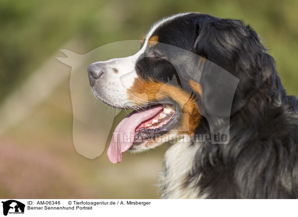 Berner Sennenhund Portrait / Bernese Mountain Dog Portrait / AM-06346