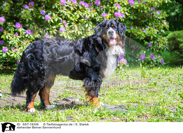 stehender Berner Sennenhund / standing Bernese Mountain Dog / SST-19306