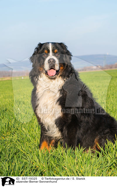 sitzender Berner Sennenhund / sitting Bernese Mountain Dog / SST-19325