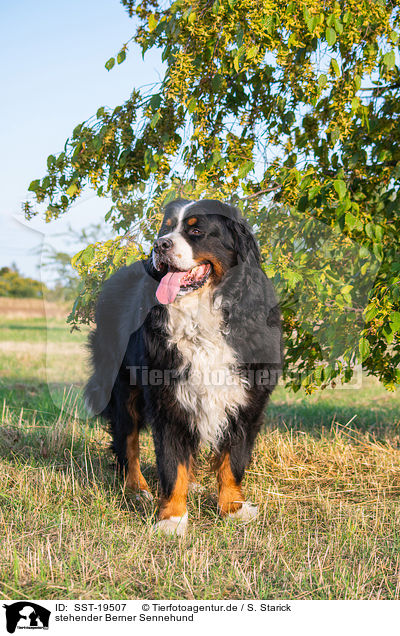 stehender Berner Sennehund / standing Bernese Mountain Dog / SST-19507