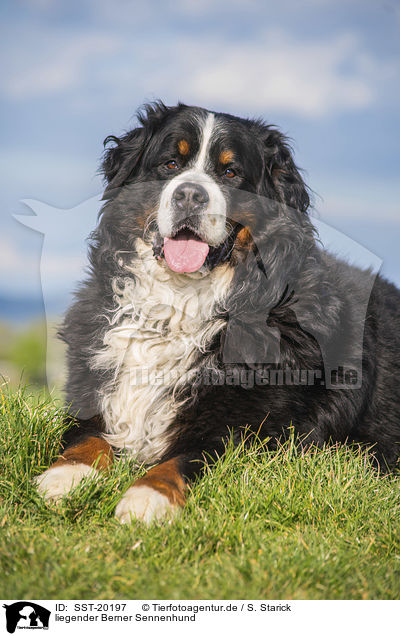 liegender Berner Sennenhund / lying Bernese Mountain Dog / SST-20197