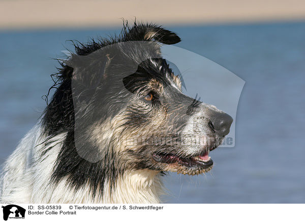 Border Collie Portrait / Border Collie Portrait / SS-05839