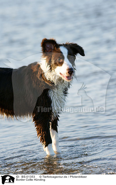 Border Collie H�nding / female Border Collie / BS-01353