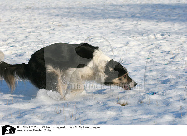 rennender Border Collie / running Border Collie / SS-17126