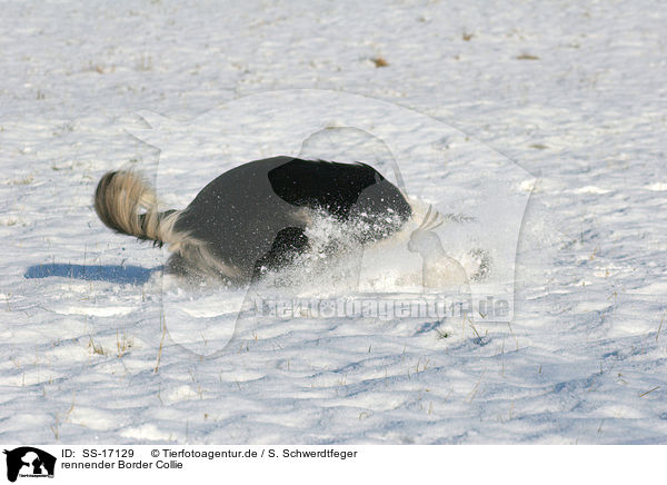 rennender Border Collie / running Border Collie / SS-17129
