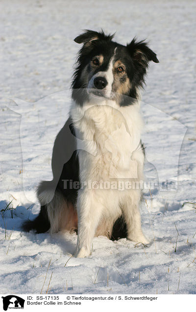 Border Collie im Schnee / Border Collie in the snow / SS-17135