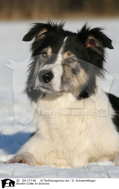 Border Collie im Schnee / Border Collie in the snow / SS-17138