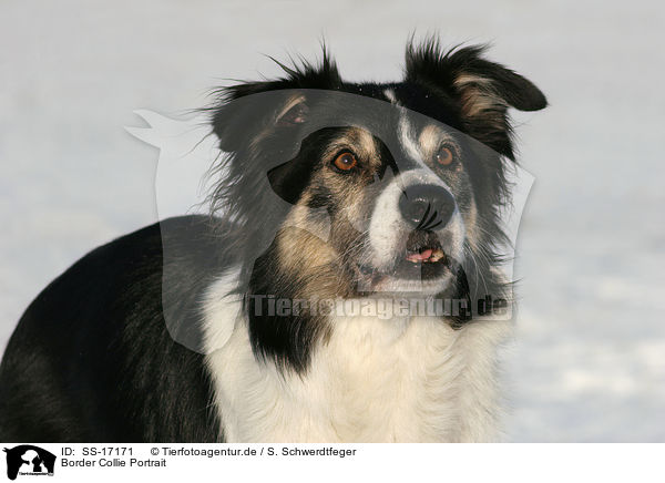 Border Collie Portrait / Border Collie Portrait / SS-17171