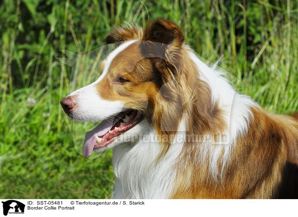 Border Collie Portrait / Border Collie Portrait / SST-05481