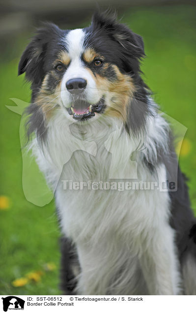 Border Collie Portrait / Border Collie Portrait / SST-06512