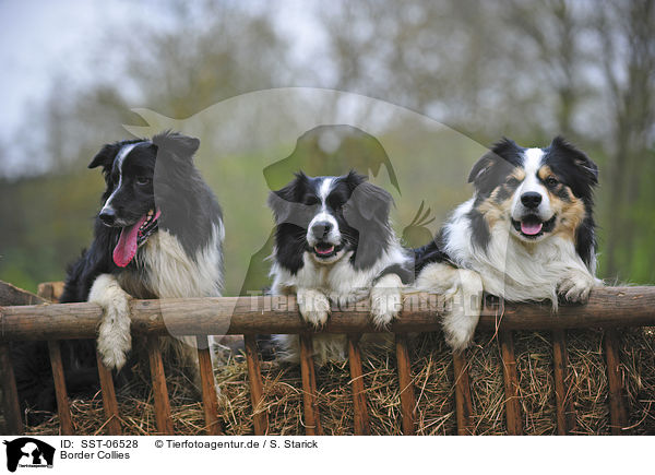 Border Collies / Border Collies / SST-06528