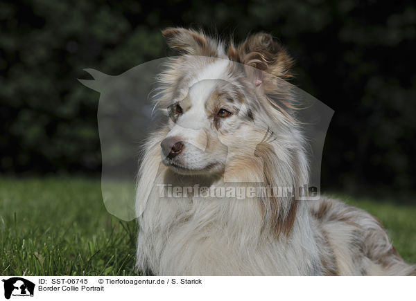 Border Collie Portrait / Border Collie Portrait / SST-06745