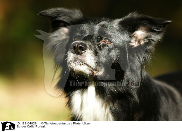 Border Collie Portrait / Border Collie Portrait / BS-04029