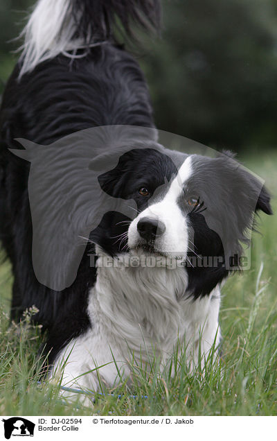 Border Collie / Border Collie / DJ-02594