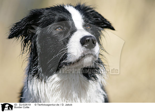 Border Collie / Border Collie / DJ-02619