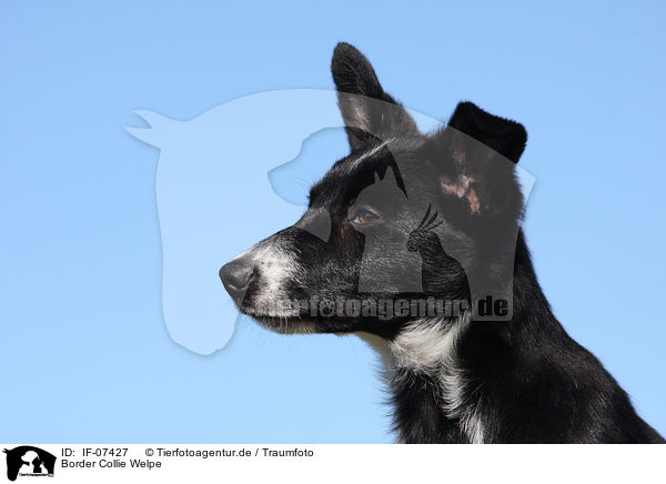 Border Collie Welpe / Border Collie Puppy / IF-07427