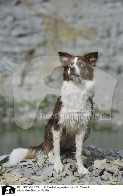 sitzender Border Collie / sitting Border Collie / SST-08379