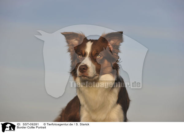 Border Collie Portrait / Border Collie Portrait / SST-09281