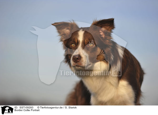 Border Collie Portrait / Border Collie Portrait / SST-09283