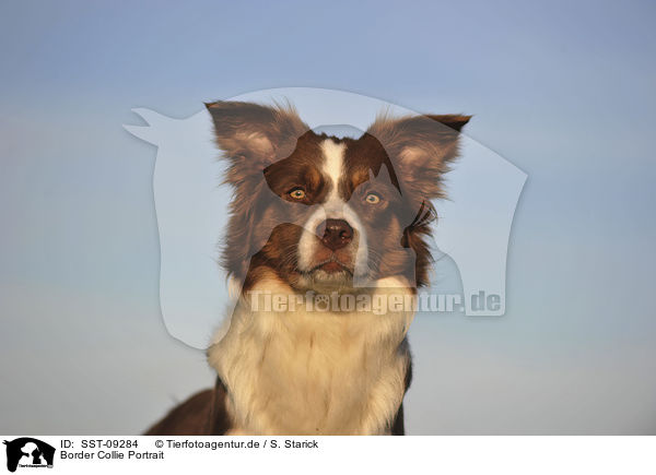 Border Collie Portrait / Border Collie Portrait / SST-09284