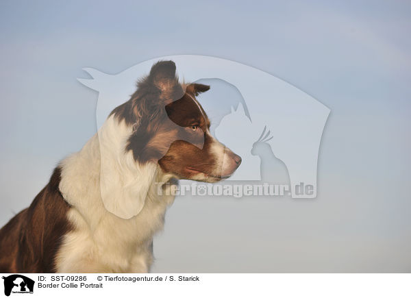 Border Collie Portrait / Border Collie Portrait / SST-09286
