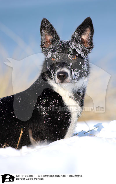 Border Collie Portrait / Border Collie Portrait / IF-08388