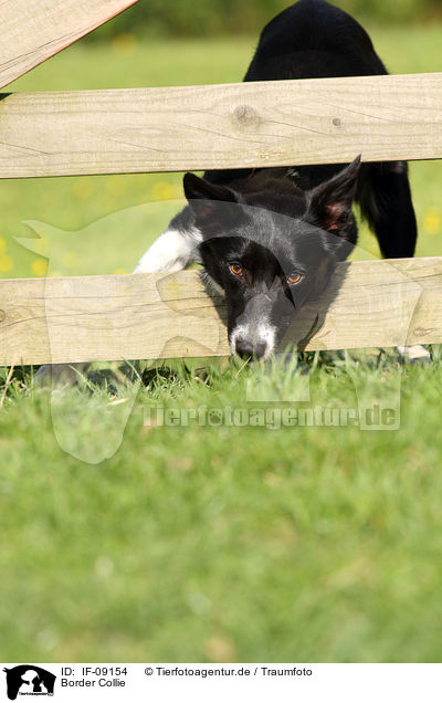 Border Collie / Border Collie / IF-09154