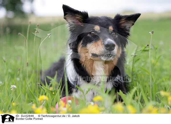 Border Collie Portrait / Border Collie Portrait / DJ-02846