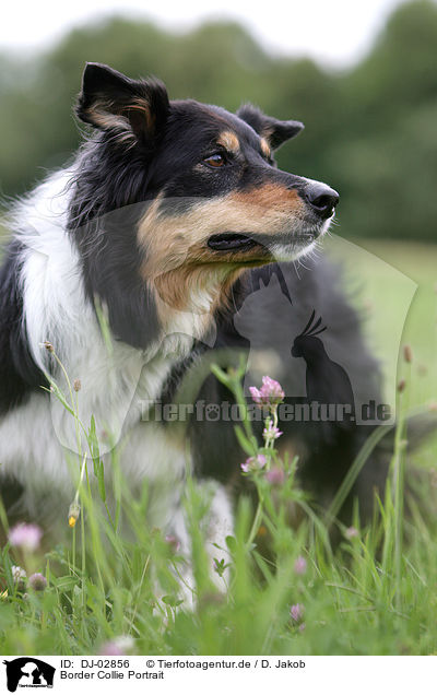 Border Collie Portrait / Border Collie Portrait / DJ-02856