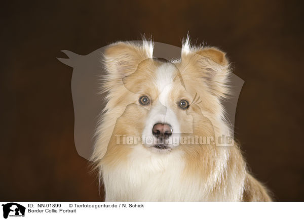 Border Collie Portrait / Border Collie Portrait / NN-01899