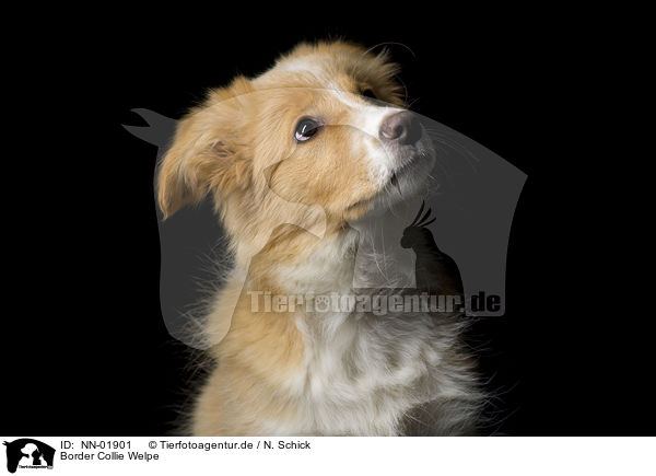 Border Collie Welpe / Border Collie puppy / NN-01901