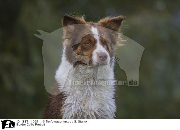 Border Collie Portrait / Border Collie Portrait / SST-11095
