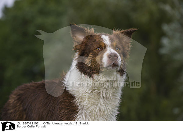 Border Collie Portrait / Border Collie Portrait / SST-11102