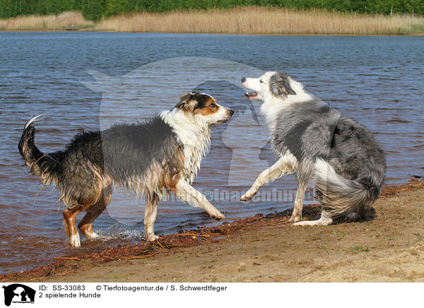 2 spielende Hunde / 2 playing dogs / SS-33083