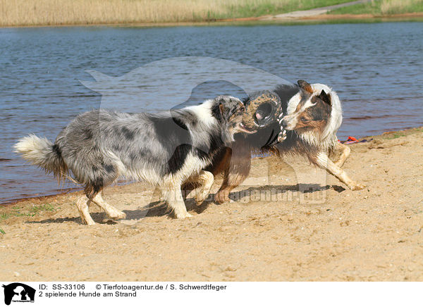 2 spielende Hunde am Strand / 2 playing dogs at the beach / SS-33106