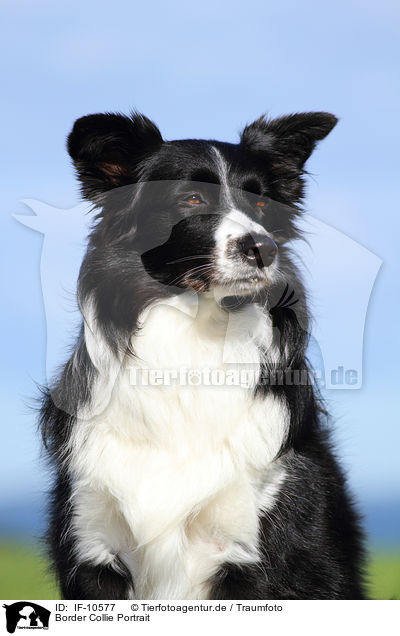 Border Collie Portrait / Border Collie Portrait / IF-10577