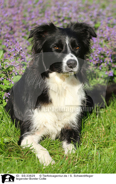 liegender Border Collie / lying Border Collie / SS-33829