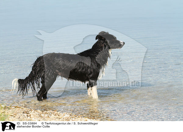 stehender Border Collie / standing Border Collie / SS-33884
